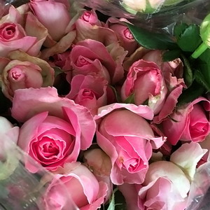 Fresh Cut Flowers-Spray Roses-03