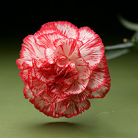 Fresh Cut Carnation Flowers-Charlie