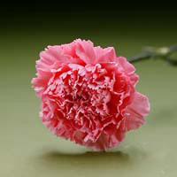 Fresh Cut Carnation Flowers-Paola