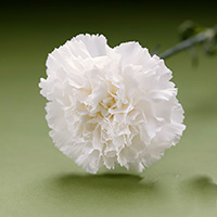 Fresh Cut Carnation Flowers-(delphi) Snow White