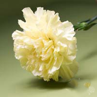 Fresh Cut Carnation Flowers-Hermes