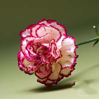 Fresh Cut Carnation Flowers-Jubilee