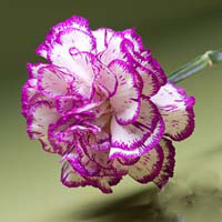 Fresh Cut Carnation Flowers-Tico