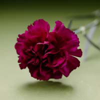 Fresh Cut Carnation Flowers-Purple Pacal