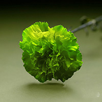 Fresh Cut Carnation Flowers-delphism