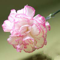 Fresh Cut Carnation Flowers-Komanchi