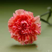 Fresh Cut Carnation Flowers-Santa Fe