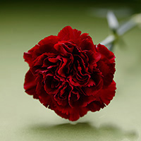 Fresh Cut Carnation Flowers-Crimson Temposm