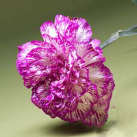 Fresh Cut Carnation Flowers-Salgary