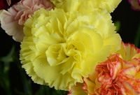 Fresh Cut Carnation Flowers-Liberty