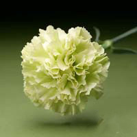 Fresh Cut Carnation Flowers-Prado Mint