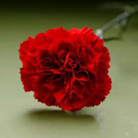 Fresh Cut Carnation Flowers-Nelson