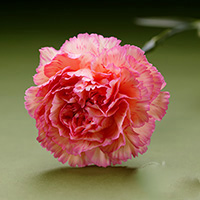 Fresh Cut Carnation Flowers-Havana