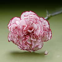 Fresh Cut Carnation Flowers-Tempo
