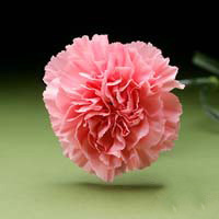 Fresh Cut Carnation Flowers-Pink Nelson