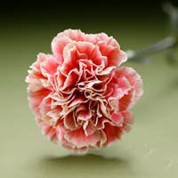 Fresh Cut Carnation Flowers-Primero Mango