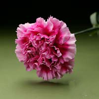 Fresh Cut Carnation Flowers-Lopazo