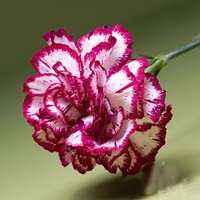 Fresh Cut Carnation Flowers-Olympia