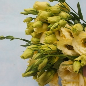 Fresh Cut Flower-Eustoma Flower-06