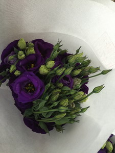 Fresh Cut Flower-Eustoma Flower-08