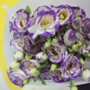 Fresh Cut Flower-Eustoma Flower-04