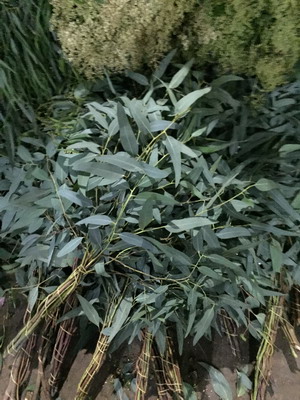 Greenery and Foliage-Eucalyptus 003