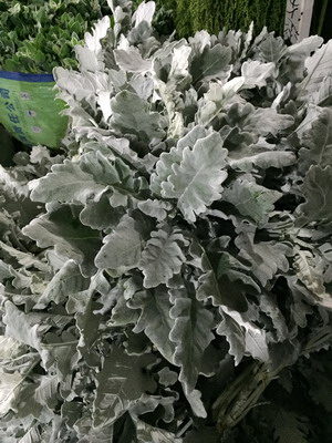 Greenery and Foliage-Dusty Miller
