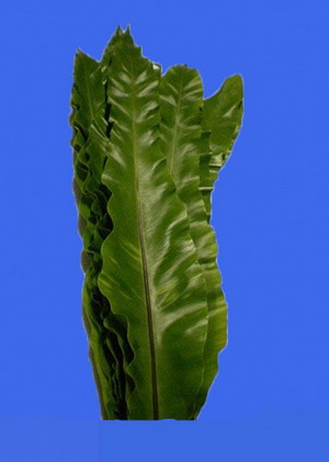 Greenery and Foliage-Asplenium nidus