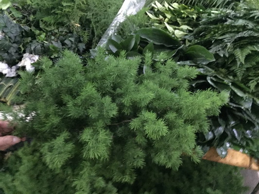 Greenery and Foliage-Asparagus Myrioeladus