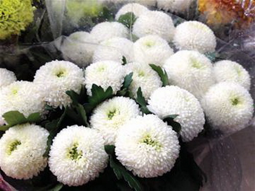PingPong Chrysanthemum-06