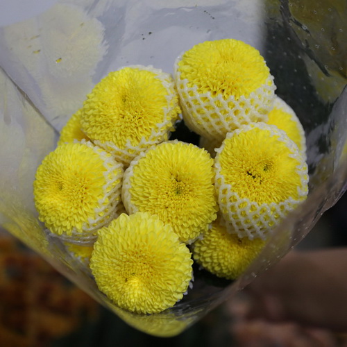 PingPong Chrysanthemum-02