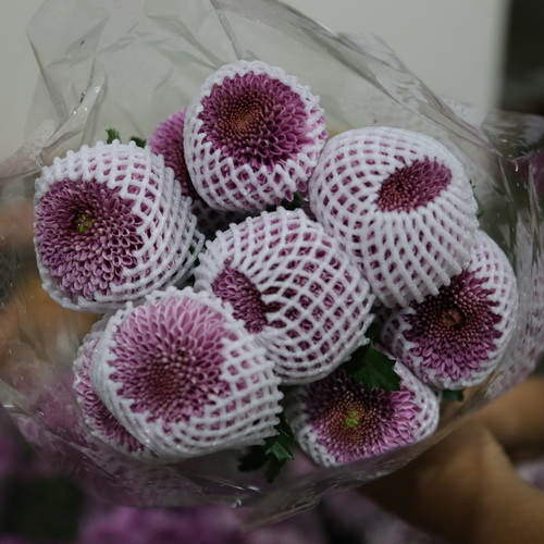 PingPong Chrysanthemum-01