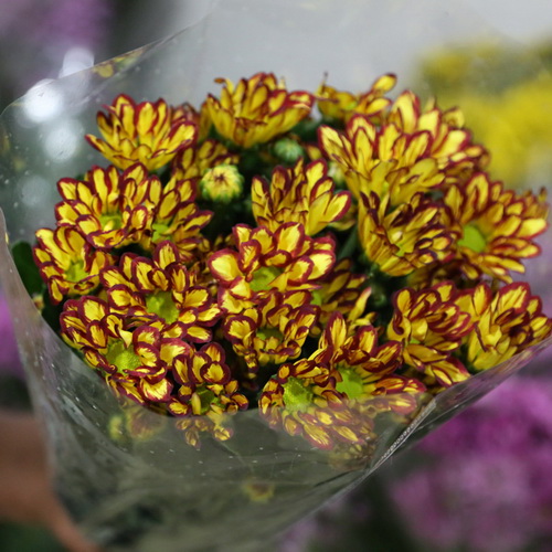 Daisy Chrysanthemum-15
