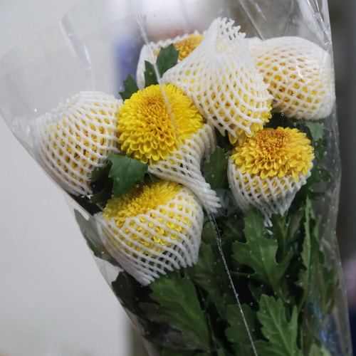 PingPong Chrysanthemum-05