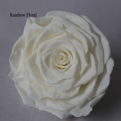 9-10CM Big Size preserved Rose head(1pcs-box)-16