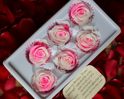 5-6CM(6pcs-box) Bi-color preserved rose head-08