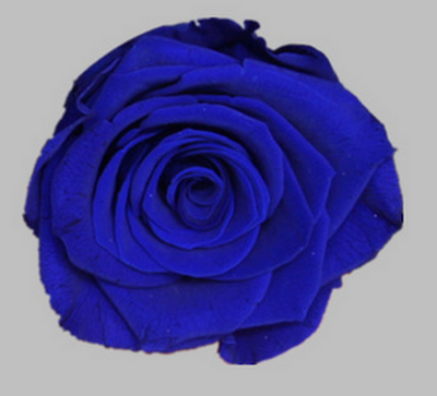 4-5CM (8pcs-box) Solid color preserved rose head-10