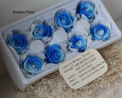 4-5CM (8pcs-box) Bi-color preserved rose head-10