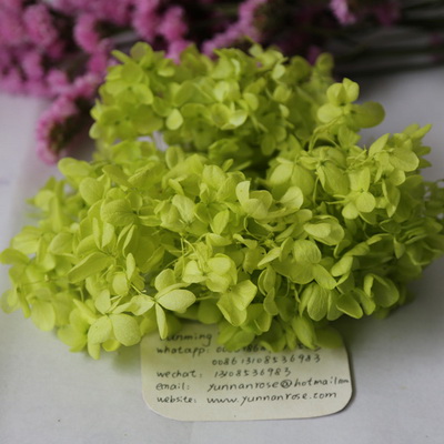 Preserved Hydrangea-01