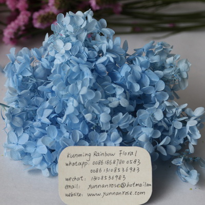 Preserved Hydrangea-02