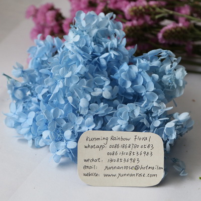 Preserved Hydrangea-03