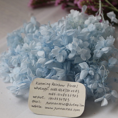 Preserved Hydrangea-08