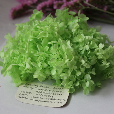 Preserved Hydrangea-09