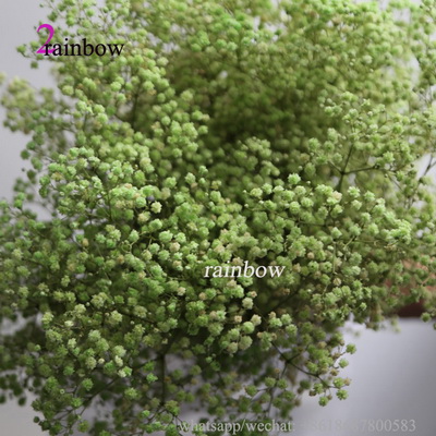 Preserved Babys breath Gypsophila -02