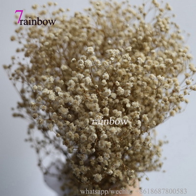 Preserved Babys breath Gypsophila -07