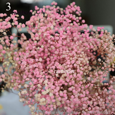 Preserved Babys breath Gypsophila -03