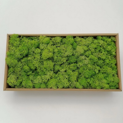 Preserved Moss-19