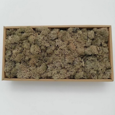 Preserved Moss-38