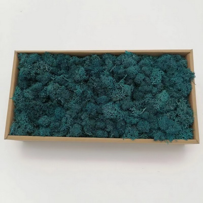 Preserved Moss-30