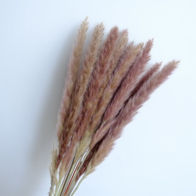 Small Pampas Grass-09